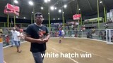 white hatch win