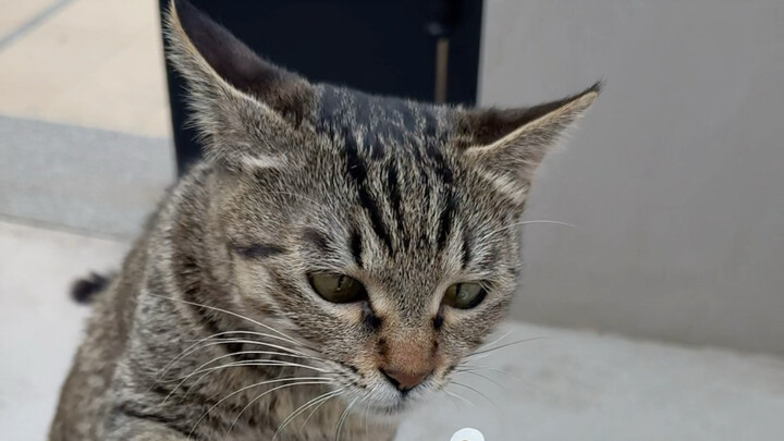 Sức chiến đấu của mèo mướp quả nhiên không phải dạng vừa!