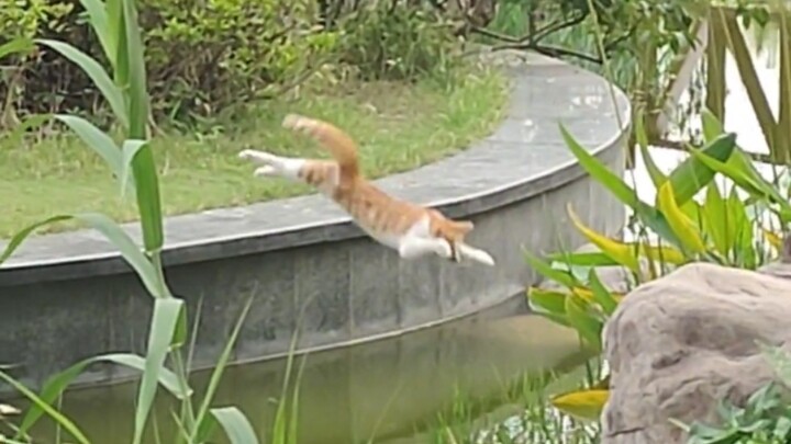 เจ้าเหมียวผู้เกี่ยวข้องขอให้ลบวิดีโอนี้ทันที!