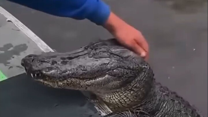 Can’t the Chinese alligator beat a mouse?