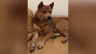 Tui nói quả Bí Ngô mà có đứa hiểu nhầm đó 🤣🤣chó chó_cưng dog không hiểu lại dỗi tui thì tui buồn lắm.