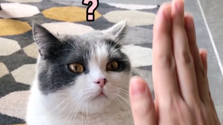 Little kitties are always full of surprises!