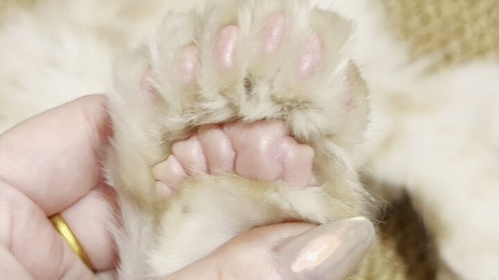 ท้าทายชื่อแมวที่ยาวที่สุดบนอินเทอร์เน็ต!