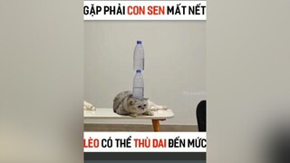 một con mèo thật là cute gặp tk sen mất nếthai haihuoc meow meocute meodethuong