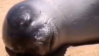 Seal: Tôi phải ngủ ngay cả khi trời có sập!