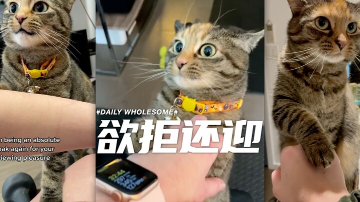 A kitten that pretends to refuse but ends up accepting.
