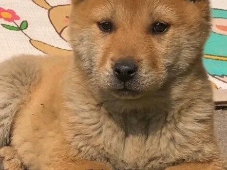 A loyal farm dog who protects its owner
