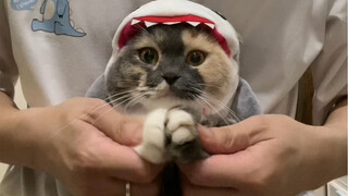鲨猫搓手