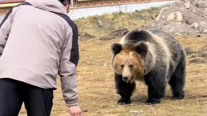 What should you do if you encounter a bear in the wild?