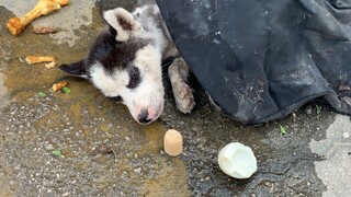 【云救狗】被遗弃路边的小哈士奇 不吵不闹眼神却让人心碎