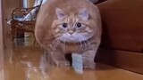 Funny video|Fat kitty's troubles