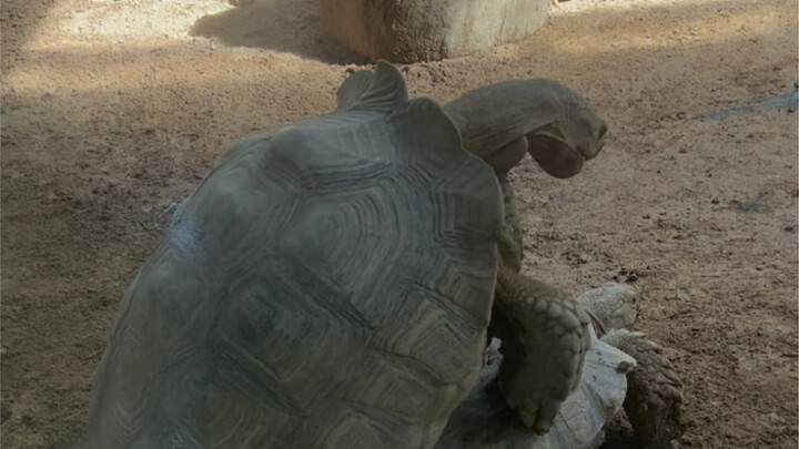 Pertama kali nonton film kura-kura!! Seru banget [Air Mata Perak_Cubit][Air Mata Perak_Cubit][Air Ma