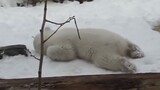Polar bear walking and suddenly shutting himself up, so cute!