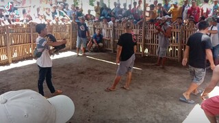 bullstag vs 3 yearsoldcock