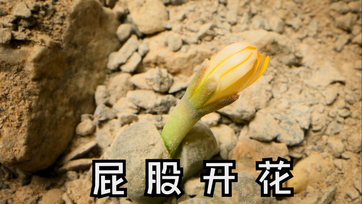 “You thought it was a butt, but it’s actually a flower!”