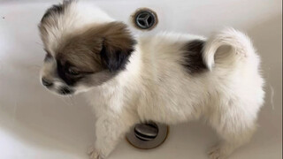 以后坚决不养串串小狗了！！！