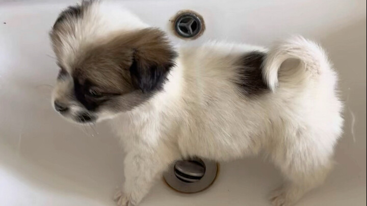 以后坚决不养串串小狗了！！！