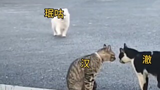 Jika orang ini adalah hewan kecil