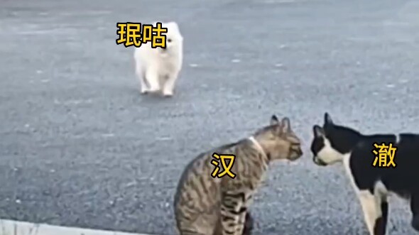 إذا كان هذا الشخص حيوانًا صغيرًا