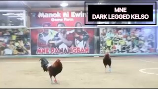 manok ni ewin black kelso stag