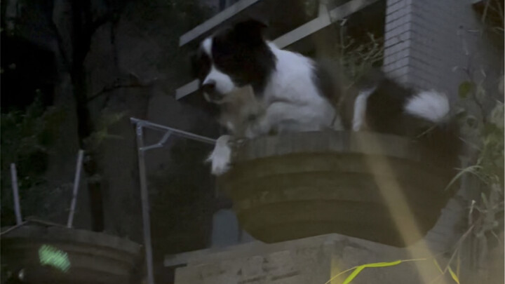 Cola’s Hatching Journey Begins!