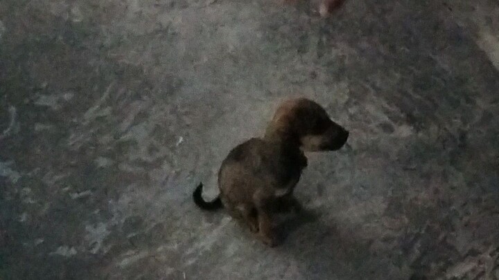 SI Mogi dan marlyna #yedisuryadarma