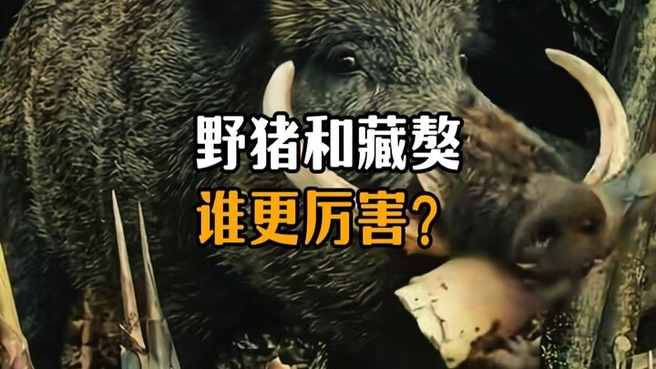 Which is stronger, a wild boar or a Tibetan mastiff?