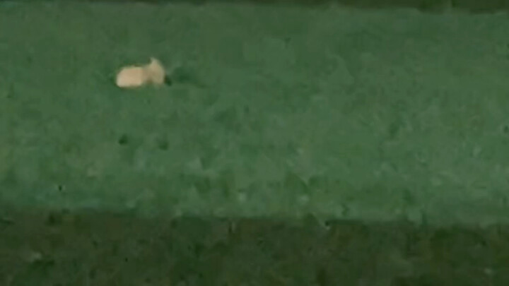 Hoshi, what are you doing here????