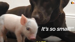 一只从货车上跳下来的猪猪，被好心的小姐姐捡回家