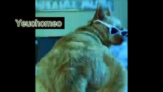 Nhịp điệu cha cha