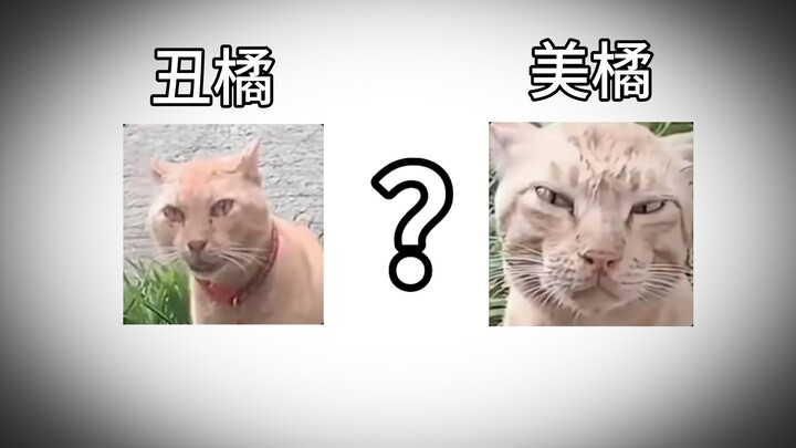 Vẫn còn cả Mĩ Cúc ư?!!?