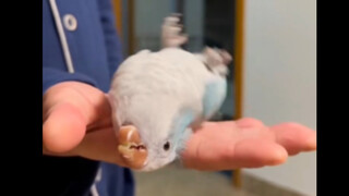 Rose Chicken in the Palm