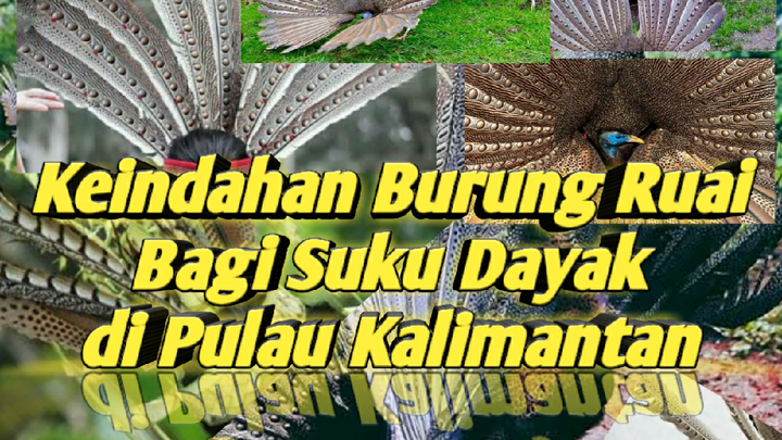 Keindahan Burung Ruai Bagi Suku Dayak di Pulau Kalimantan