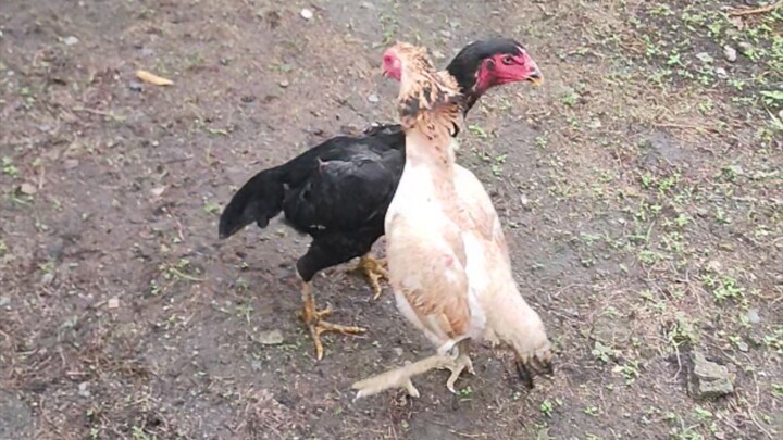 ThaiBP (Black) and Online Hen (Cream)