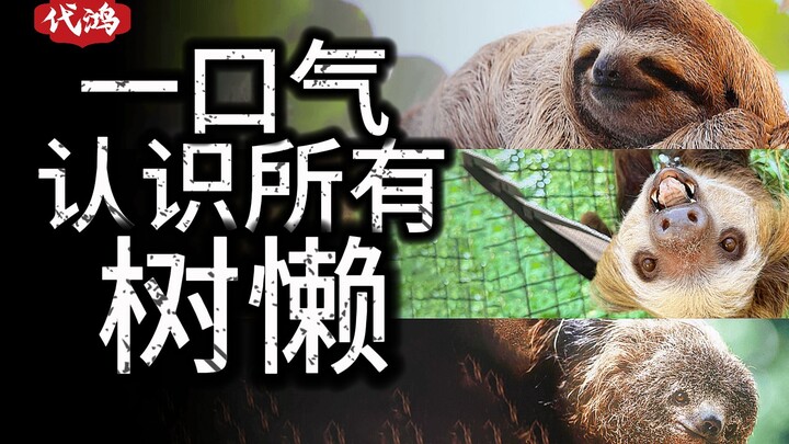 The most zen of animals: Does a miniature ecosystem live on the sloth?