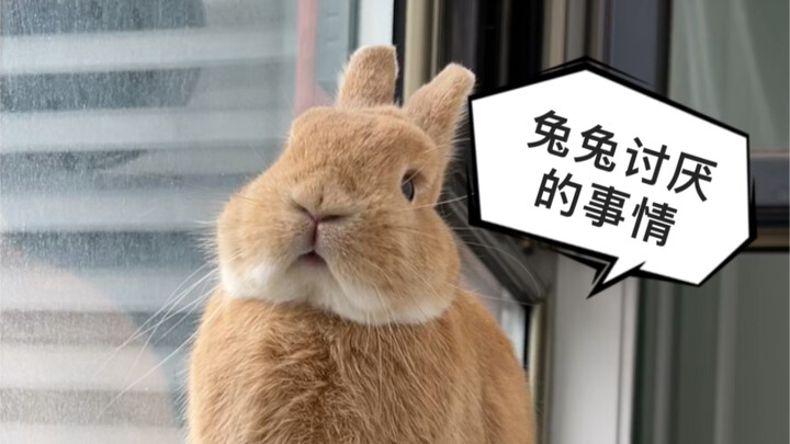 10 Things Rabbits Hate—Which Ones Have You Done?