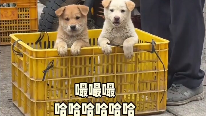 As expected, no puppy can resist "ssss!"