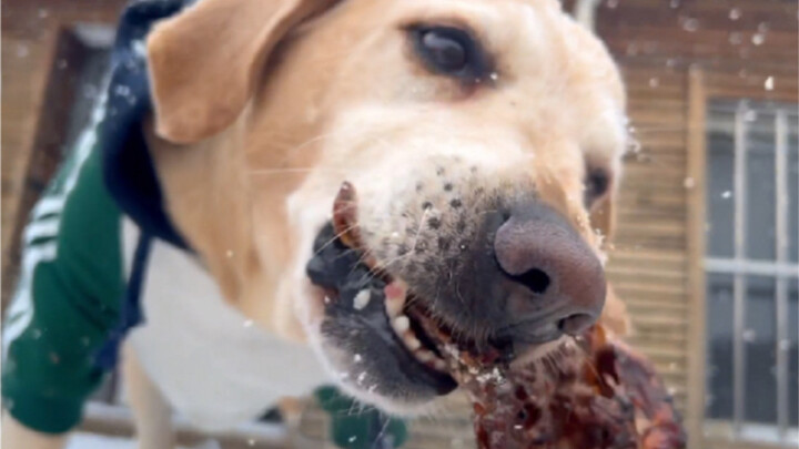 Siapa yang panggang tulang ayam di hari bersalju, malah kebobolan dicuri anjing kuning besar?