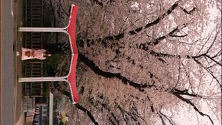 Beatiful Cherry blossom over japan 😍