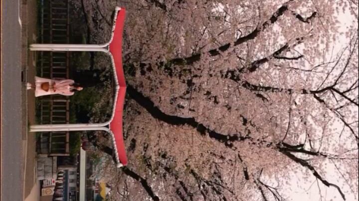 Beatiful Cherry blossom over japan 😍