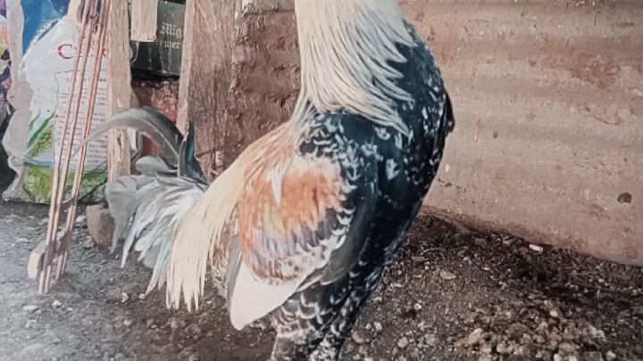 father: kanawayonxcuban tinola line 3x winner/Son: kanawayon grey going 5 months 🥰🥰