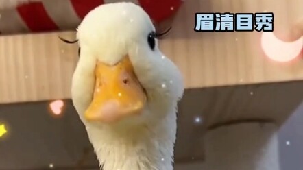 Khi thú cưng dán mi giả, nhan sắc lập tức tăng vù vù #mi giả #giới thiệu cho bạn vui vẻ