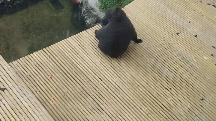 nag kukutuhan unggoy haha