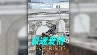 一场迅速复杂草草收场得爱情