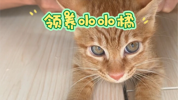 แค่เพราะปากไวเรียก “มีมี่” ไปประโยคเดียว ที่บ้านก็มีลูกแมวส้มตัวน้อยเพิ่มมาห้าตัว