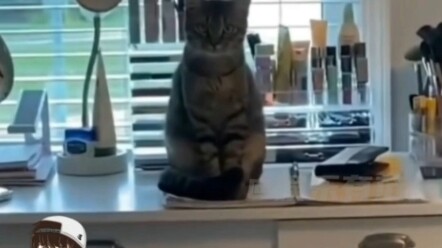 Cat: Look, look! Isn’t my new skin awesome?!