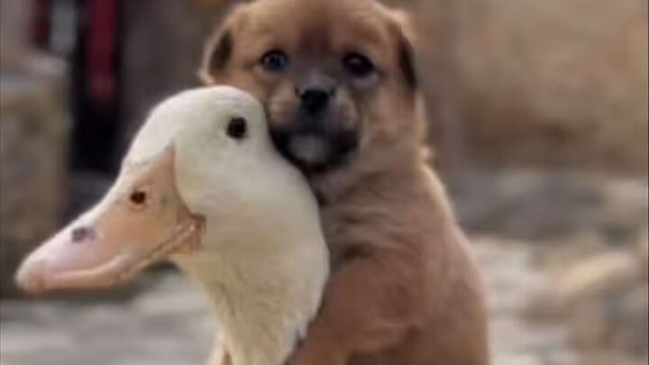 Xem xong tâm trạng sẽ tốt lên đấy!