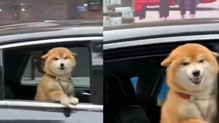 The dog saw his owner after a long absence and slammed the car door in ecstasy, wanting to jump out 