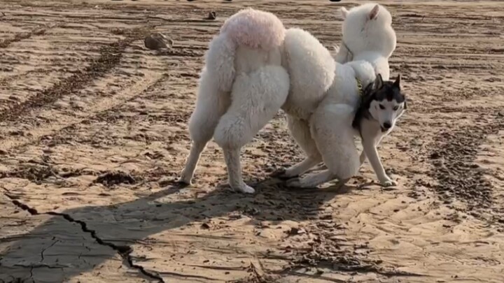 Wolf falls in love with sheep