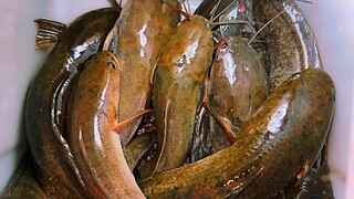 Săn Đêm Một Mình Ở Vùng Biên Giới Bắt Gặp Loài Rắn Ám Ảnh Tuổi Thơ